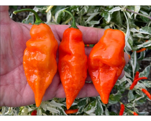 Habanada