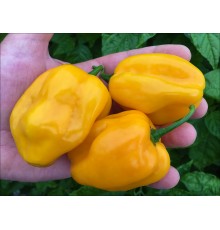 Grenada Seasoning