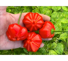 Aji Camosca