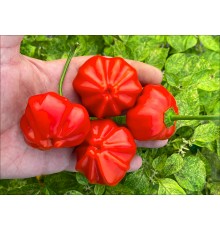 Aji Camosca