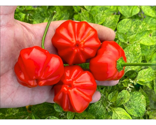 Aji Camosca