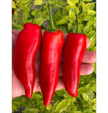 Aji Verde