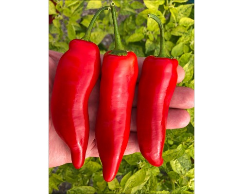 Aji Verde