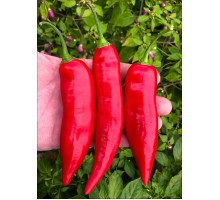 Aji Delight