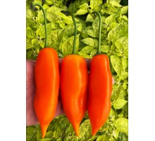 Aji Amarillo