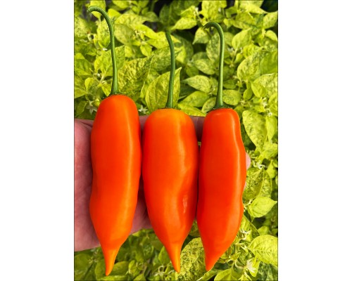 Aji Amarillo