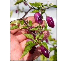 Aji Ayuyo