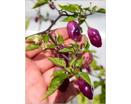 Aji Ayuyo