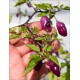 Aji Ayuyo