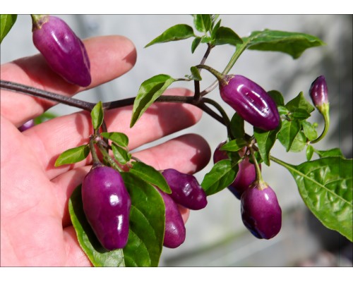 Aji Ayuyo