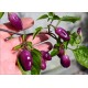 Aji Ayuyo