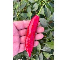 Aji Catalan