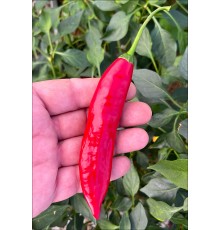 Aji Catalan