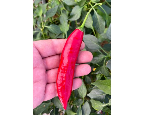 Aji Catalan