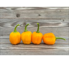 Aji Jobito