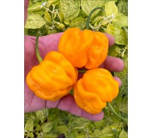 Aji Margariteno