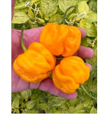Aji Margariteno