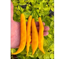 Aji Guyana