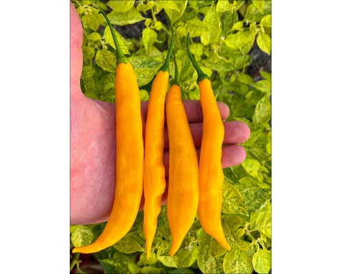 Aji Guyana