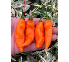 Aji Mango