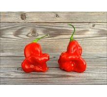 Aji Fantasy Red