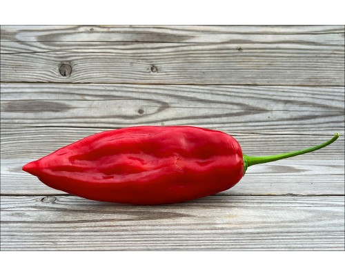 Aji Chicotillo