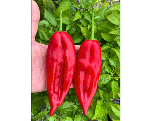 Aji Chicotillo