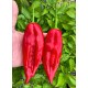 Aji Chicotillo