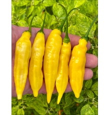 Aji Pineapple