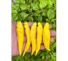 Aji Lemon Drop