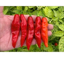Aji Panca Red