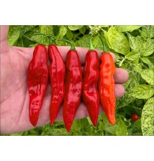 Aji Panca Red