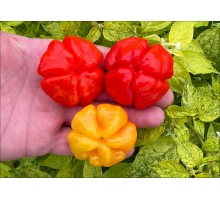 Aji Cachucha Purple Spotched