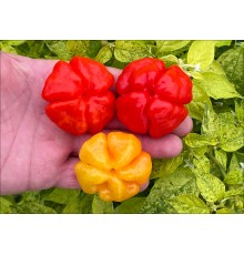 Aji Cachucha Purple Spotched