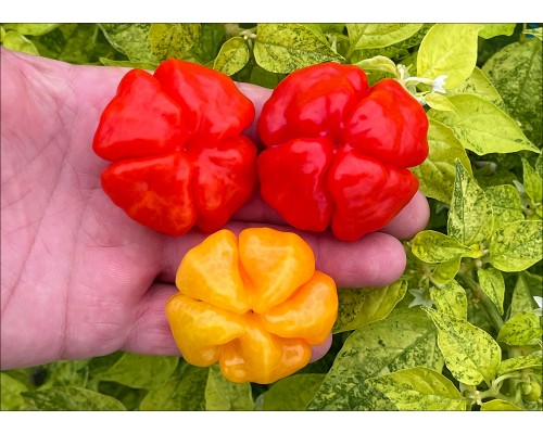 Aji Cachucha Purple Spotched
