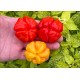 Aji Cachucha Purple Spotched
