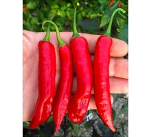 Aji Colorado