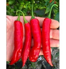 Aji Colorado