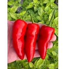 Aji Piura