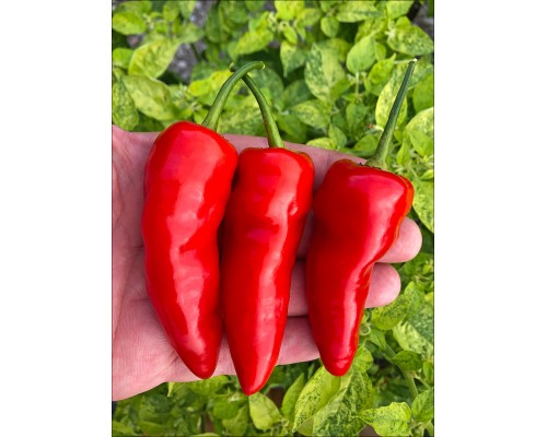 Aji Piura