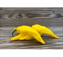 Aji Russian Yellow