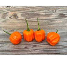 Aji Calabaza