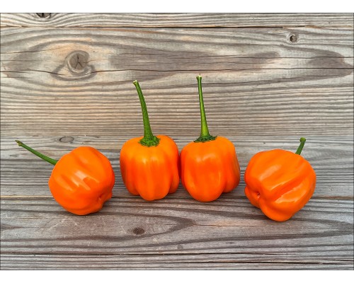 Aji Calabaza