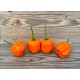 Aji Calabaza