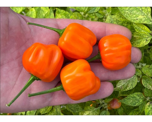Aji Calabaza