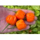 Aji Calabaza