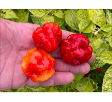 Aji Dulce Puerto Rico
