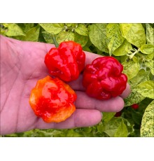 Aji Dulce Puerto Rico