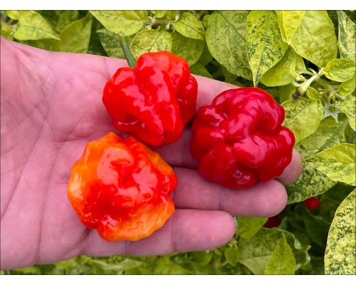 Aji Dulce Puerto Rico