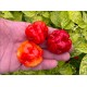 Aji Dulce Puerto Rico
